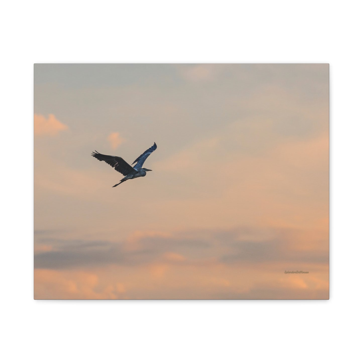 Bird, Matte Canvas, Stretched, 1.25"