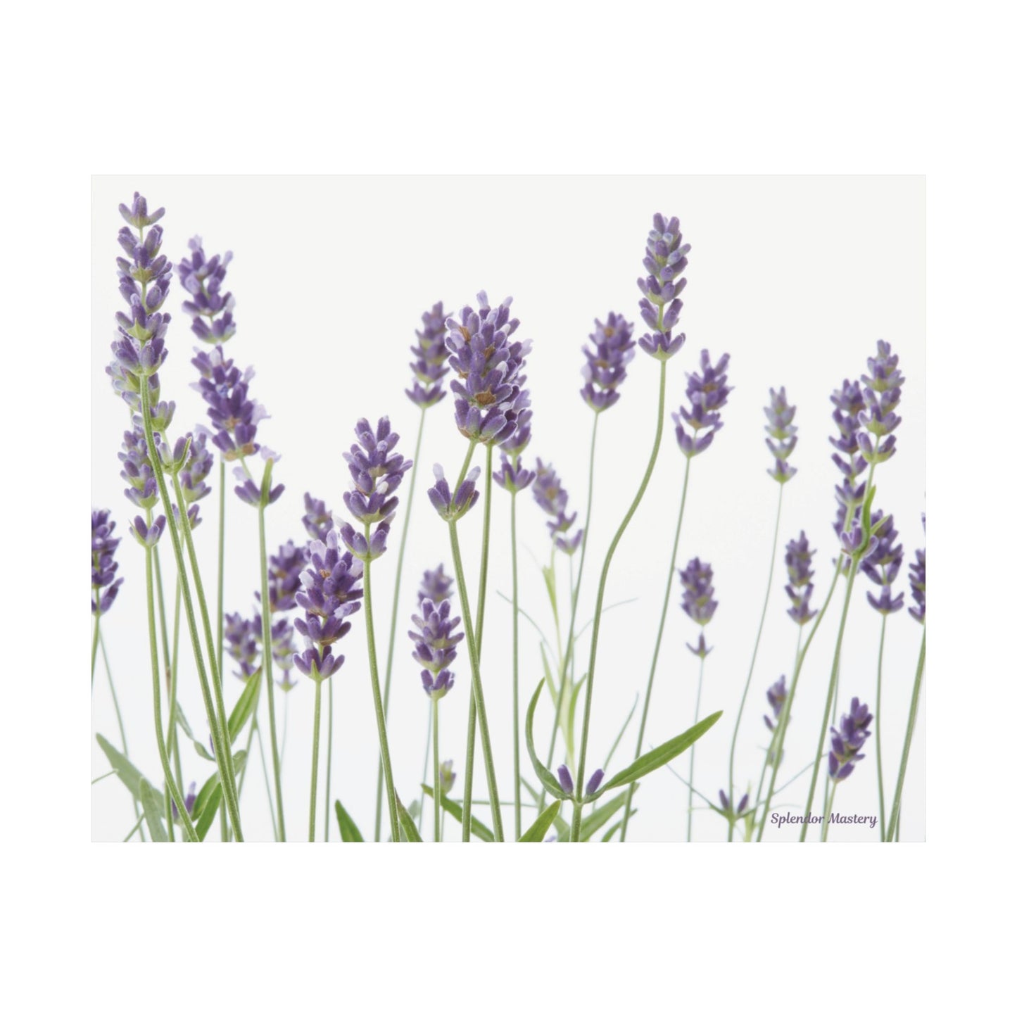 Floral, Matte Poster