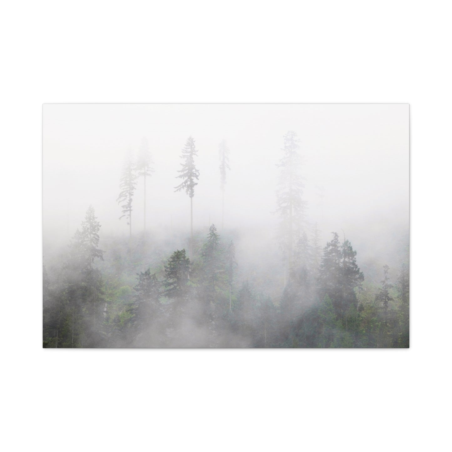 Forest, Matte Canvas, Stretched, 1.25"