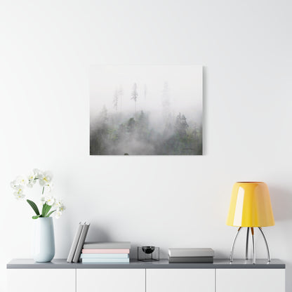 Forest, Matte Canvas, Stretched, 1.25"