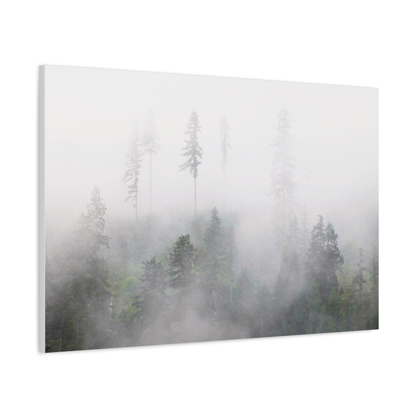 Forest, Matte Canvas, Stretched, 1.25"