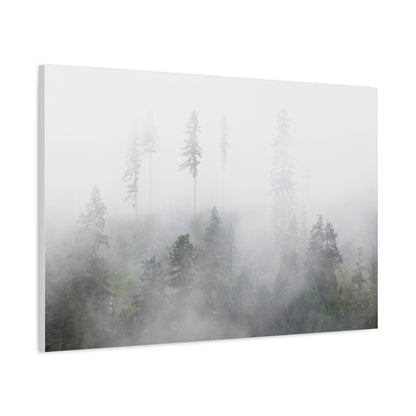 Forest, Matte Canvas, Stretched, 1.25"