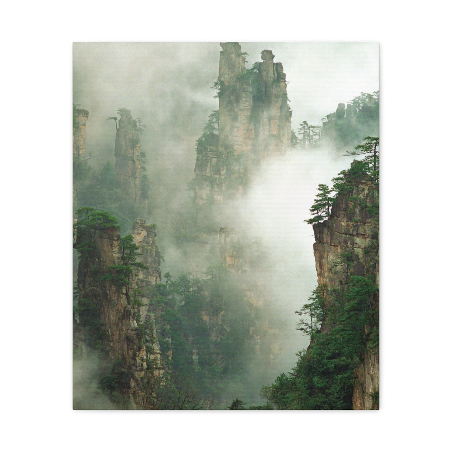 Forest, Matte Canvas, Stretched, 1.25"