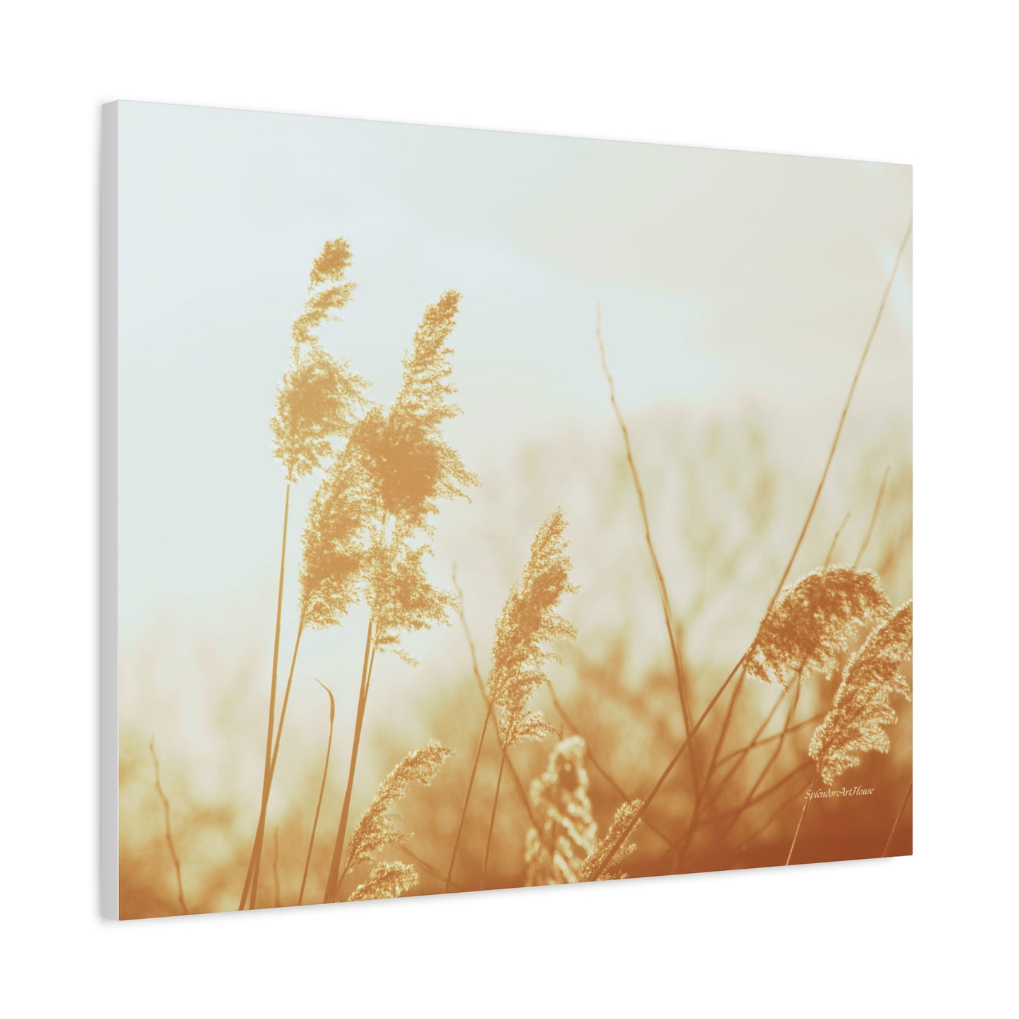 Grass, Matte Canvas, Stretched, 1.25"