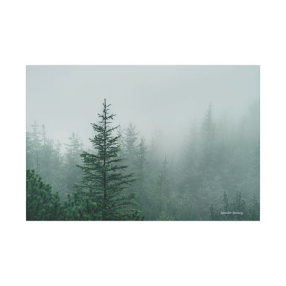 Forest Trees, Matte Canvas, Stretched, 0.75"
