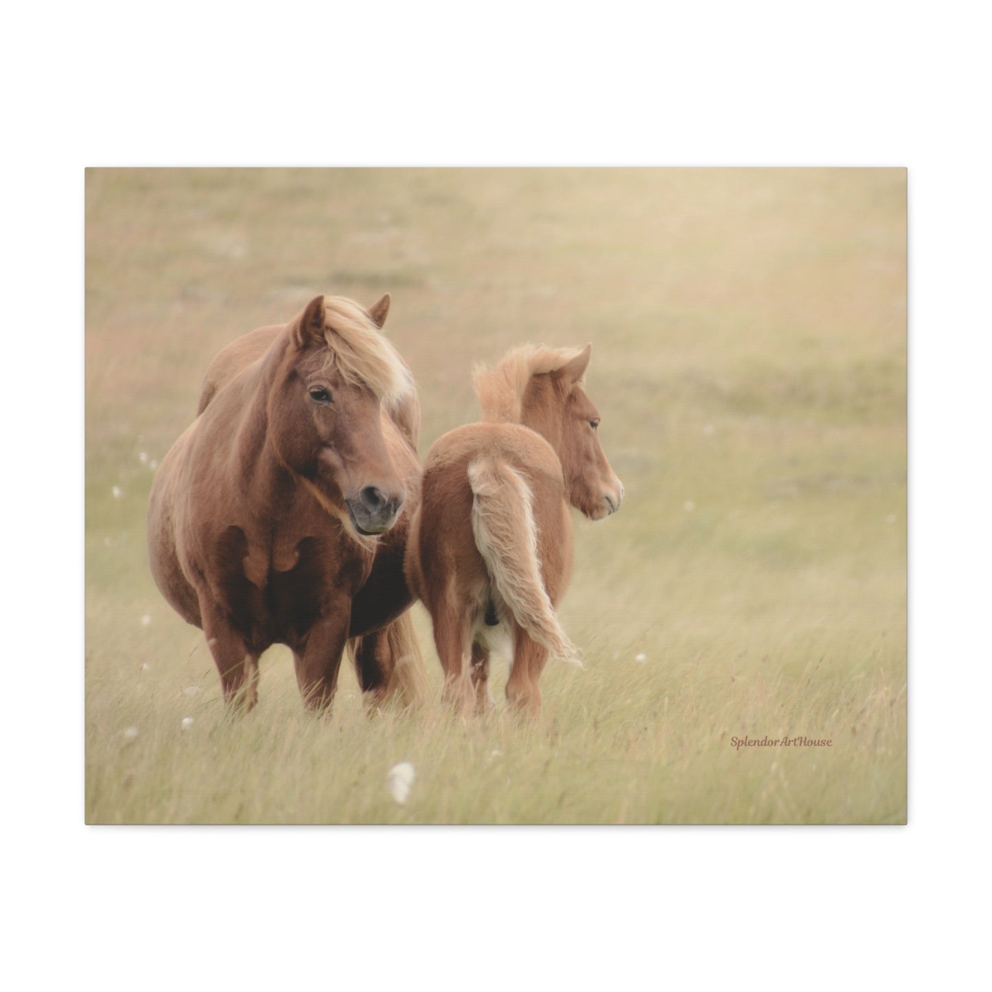Wild Horses, Matte Canvas, Stretched, 1.25"