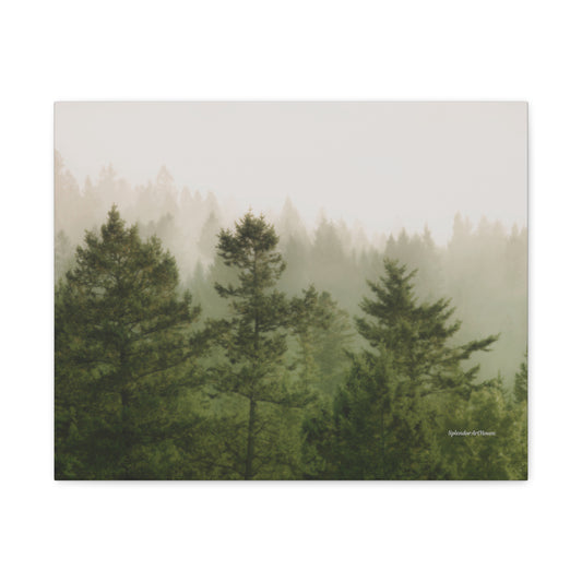 Forest, Matte Canvas, Stretched, 1.25"