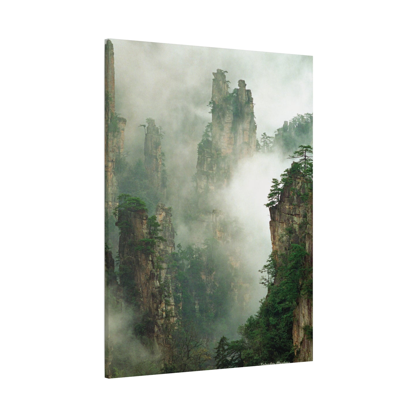 Forest, Matte Canvas, Stretched, 1.25"