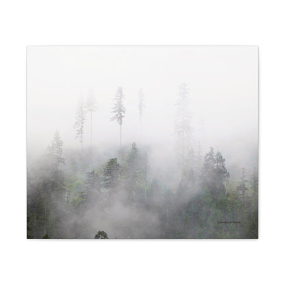Forest, Matte Canvas, Stretched, 1.25"