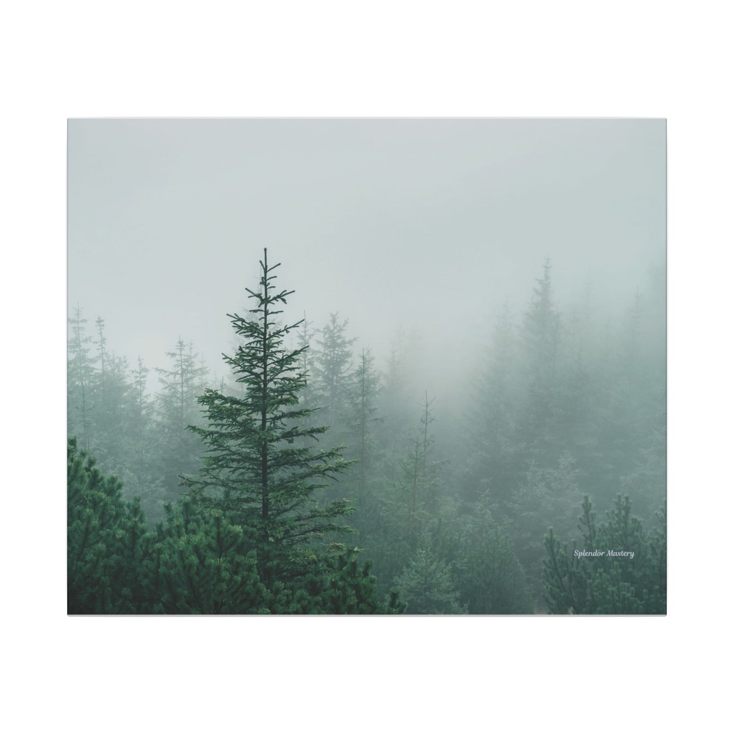 Forest Trees, Matte Canvas, Stretched, 0.75"